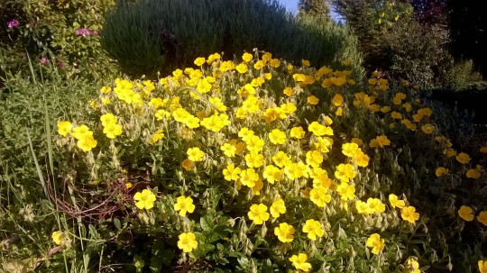 Rasenmähen, Gartendienstleistungen Wolff
